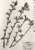  ( - TW024683)  @11 [ ] Copyright (2021) Unspecified Forestry and Forest Products Research Institute
