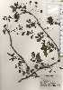  ( - TW024690)  @11 [ ] Copyright (2021) Unspecified Forestry and Forest Products Research Institute
