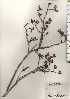  ( - TW024707)  @11 [ ] Copyright (2021) Unspecified Forestry and Forest Products Research Institute