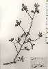  ( - TW024708)  @11 [ ] Copyright (2021) Unspecified Forestry and Forest Products Research Institute