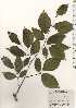  ( - TW024716)  @11 [ ] Copyright (2021) Unspecified Forestry and Forest Products Research Institute