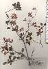  ( - TW024720)  @11 [ ] Copyright (2021) Unspecified Forestry and Forest Products Research Institute
