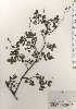  ( - TW024722)  @11 [ ] Copyright (2021) Unspecified Forestry and Forest Products Research Institute