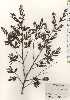  ( - TW024723)  @11 [ ] Copyright (2021) Unspecified Forestry and Forest Products Research Institute