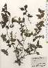  ( - TW024729)  @11 [ ] Copyright (2021) Unspecified Forestry and Forest Products Research Institute