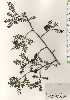  ( - TW024731)  @11 [ ] Copyright (2021) Unspecified Forestry and Forest Products Research Institute