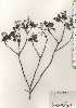  ( - TW024733)  @11 [ ] Copyright (2021) Unspecified Forestry and Forest Products Research Institute