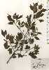  ( - TW024736)  @11 [ ] Copyright (2021) Unspecified Forestry and Forest Products Research Institute