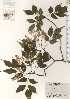  ( - TW024755)  @11 [ ] Copyright (2021) Unspecified Forestry and Forest Products Research Institute