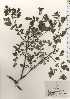  ( - TW024770)  @11 [ ] Copyright (2021) Unspecified Forestry and Forest Products Research Institute