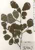  ( - TW024790)  @11 [ ] Copyright (2021) Unspecified Forestry and Forest Products Research Institute
