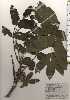  ( - TW024835)  @11 [ ] Copyright (2021) Unspecified Forestry and Forest Products Research Institute