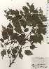  ( - TW024842)  @11 [ ] Copyright (2021) Unspecified Forestry and Forest Products Research Institute