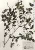  (Abelia spathulata var. spathulata - TW024845)  @11 [ ] Copyright (2021) Unspecified Forestry and Forest Products Research Institute