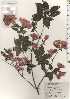  ( - TW024846)  @11 [ ] Copyright (2021) Unspecified Forestry and Forest Products Research Institute