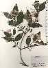  ( - TW024847)  @11 [ ] Copyright (2021) Unspecified Forestry and Forest Products Research Institute
