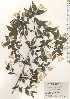  ( - TW024852)  @11 [ ] Copyright (2021) Unspecified Forestry and Forest Products Research Institute