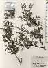  (Salix dolichostyla subsp. dolichostyla - TW024853)  @11 [ ] Copyright (2021) Unspecified Forestry and Forest Products Research Institute