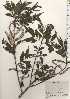  ( - TW024855)  @11 [ ] Copyright (2021) Unspecified Forestry and Forest Products Research Institute