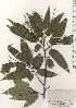  ( - TW024884)  @11 [ ] Copyright (2021) Unspecified Forestry and Forest Products Research Institute
