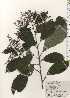  ( - TW024889)  @11 [ ] Copyright (2021) Unspecified Forestry and Forest Products Research Institute