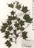  ( - TW024896)  @11 [ ] Copyright (2021) Unspecified Forestry and Forest Products Research Institute