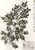  ( - TW024922)  @11 [ ] Copyright (2021) Unspecified Forestry and Forest Products Research Institute