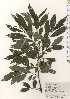  (Salix x ampherista nothosubsp. Ampherista - TW024926)  @11 [ ] Copyright (2021) Unspecified Forestry and Forest Products Research Institute