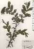  ( - TW024927)  @11 [ ] Copyright (2021) Unspecified Forestry and Forest Products Research Institute