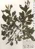  (Salix x hiraoana notho subsp. tsugaluensis - TW024929)  @11 [ ] Copyright (2021) Unspecified Forestry and Forest Products Research Institute