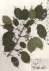  ( - TW024938)  @11 [ ] Copyright (2021) Unspecified Forestry and Forest Products Research Institute