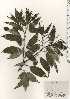  ( - TW024952)  @11 [ ] Copyright (2021) Unspecified Forestry and Forest Products Research Institute