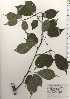 ( - TW024962)  @11 [ ] Copyright (2021) Unspecified Forestry and Forest Products Research Institute