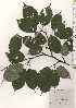  ( - TW025007)  @11 [ ] Copyright (2021) Unspecified Forestry and Forest Products Research Institute
