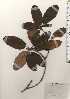  ( - TW025018)  @11 [ ] Copyright (2021) Unspecified Forestry and Forest Products Research Institute