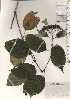  ( - TW025029)  @11 [ ] Copyright (2021) Unspecified Forestry and Forest Products Research Institute