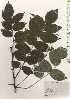  ( - TW025040)  @11 [ ] Copyright (2021) Unspecified Forestry and Forest Products Research Institute