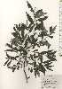  ( - TW025051)  @11 [ ] Copyright (2021) Unspecified Forestry and Forest Products Research Institute