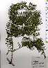 ( - TW025114)  @11 [ ] Copyright (2021) Unspecified Forestry and Forest Products Research Institute