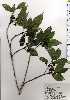  ( - TW025115)  @11 [ ] Copyright (2021) Unspecified Forestry and Forest Products Research Institute