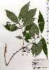  (Hydrangea platyarguta - TW025116)  @11 [ ] Copyright (2021) Unspecified Forestry and Forest Products Research Institute