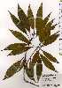  ( - TW025128)  @11 [ ] Copyright (2021) Unspecified Forestry and Forest Products Research Institute