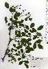  ( - TW025145)  @11 [ ] Copyright (2021) Unspecified Forestry and Forest Products Research Institute