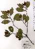  ( - TW025171)  @11 [ ] Copyright (2021) Unspecified Forestry and Forest Products Research Institute