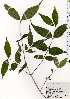  ( - TW025174)  @11 [ ] Copyright (2021) Unspecified Forestry and Forest Products Research Institute
