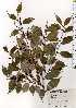  ( - TW025189)  @11 [ ] Copyright (2021) Unspecified Forestry and Forest Products Research Institute