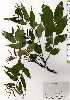  ( - TW025197)  @11 [ ] Copyright (2021) Unspecified Forestry and Forest Products Research Institute