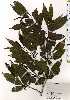  ( - TW025198)  @11 [ ] Copyright (2021) Unspecified Forestry and Forest Products Research Institute