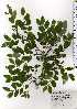  ( - TW025202)  @11 [ ] Copyright (2021) Unspecified Forestry and Forest Products Research Institute