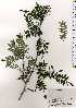  ( - TW025205)  @11 [ ] Copyright (2021) Unspecified Forestry and Forest Products Research Institute